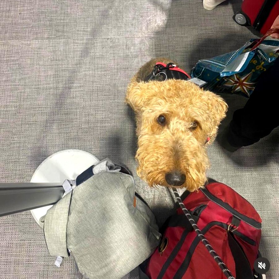 Airedale en aeropuerto