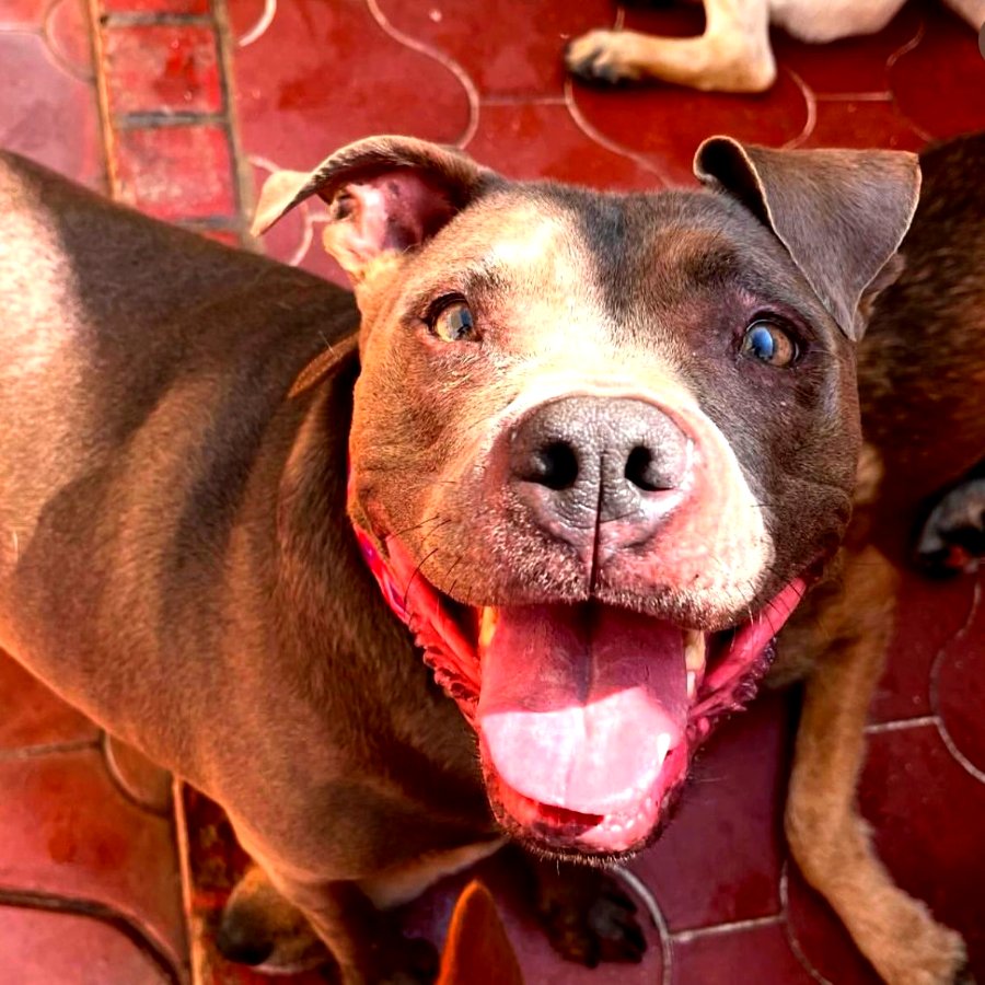 Pit bull sonriente