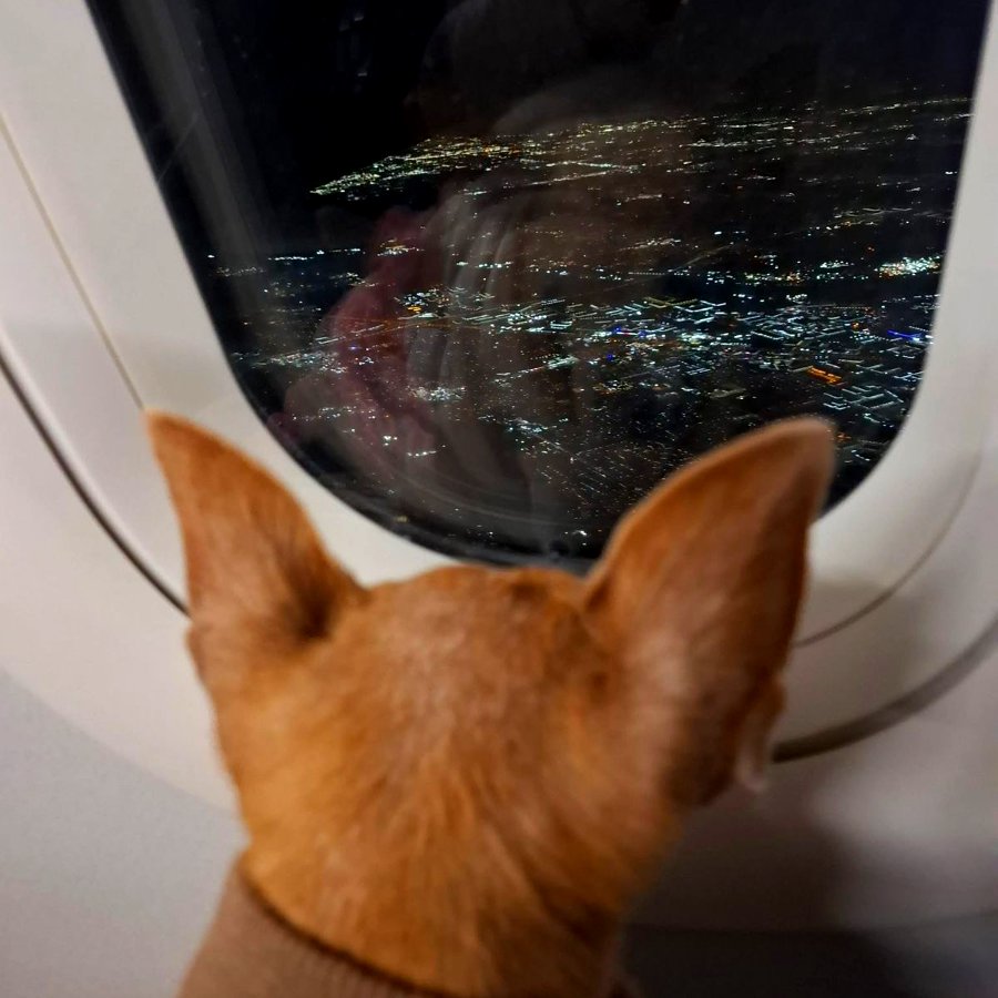 Chihuahua viendo luces