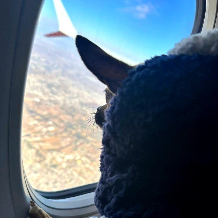 Chihuahua patita ventana