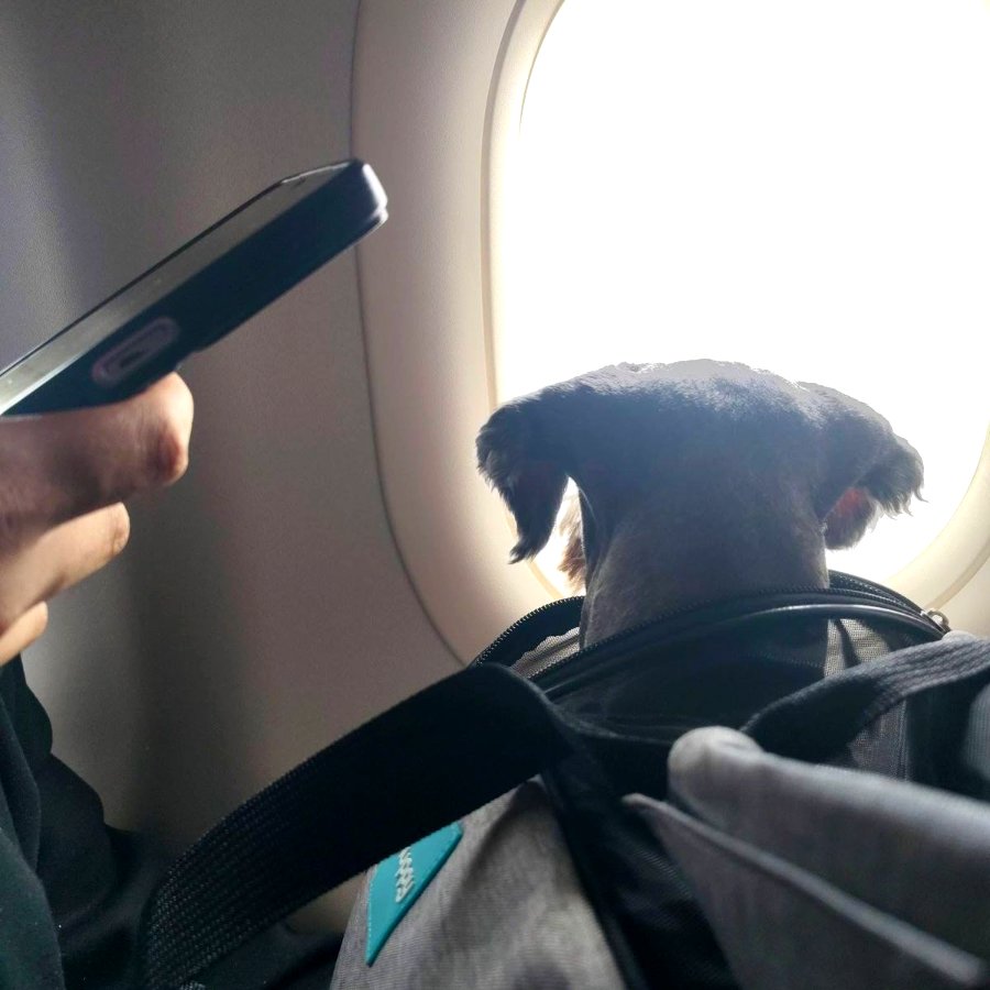 Schnauzer mirando ventana