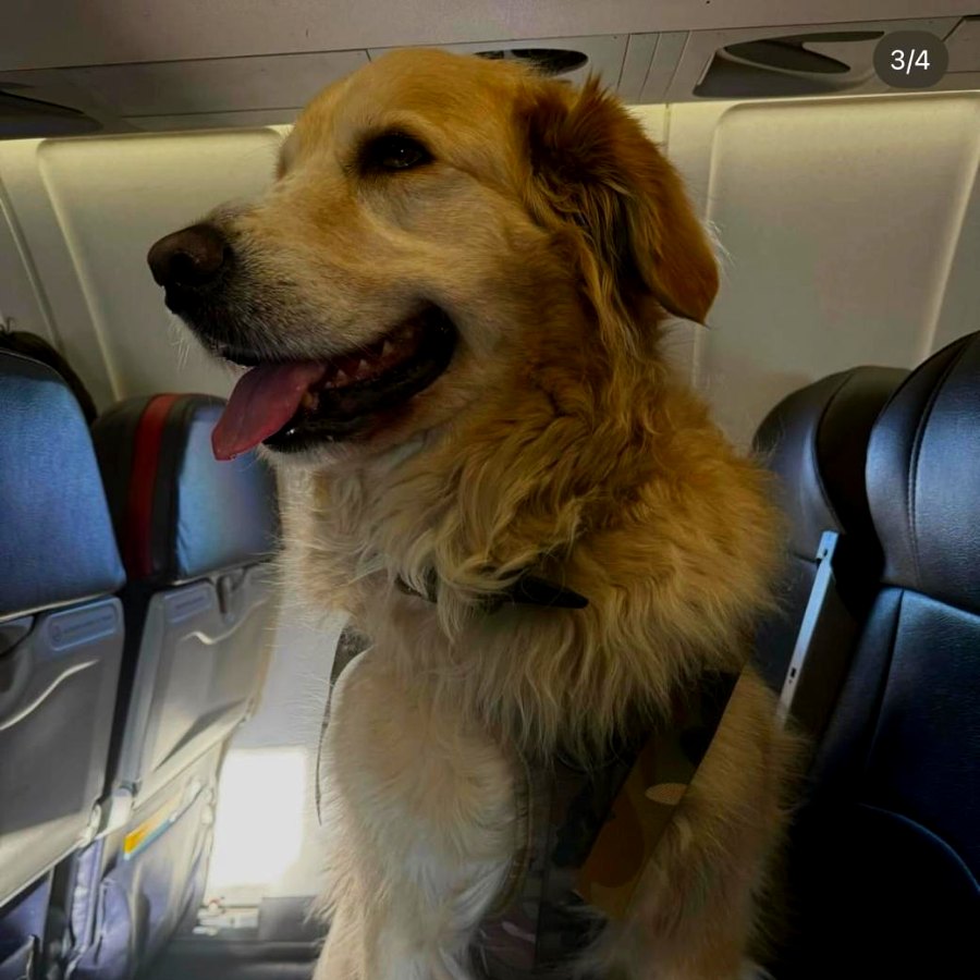 Golden retriever en avión