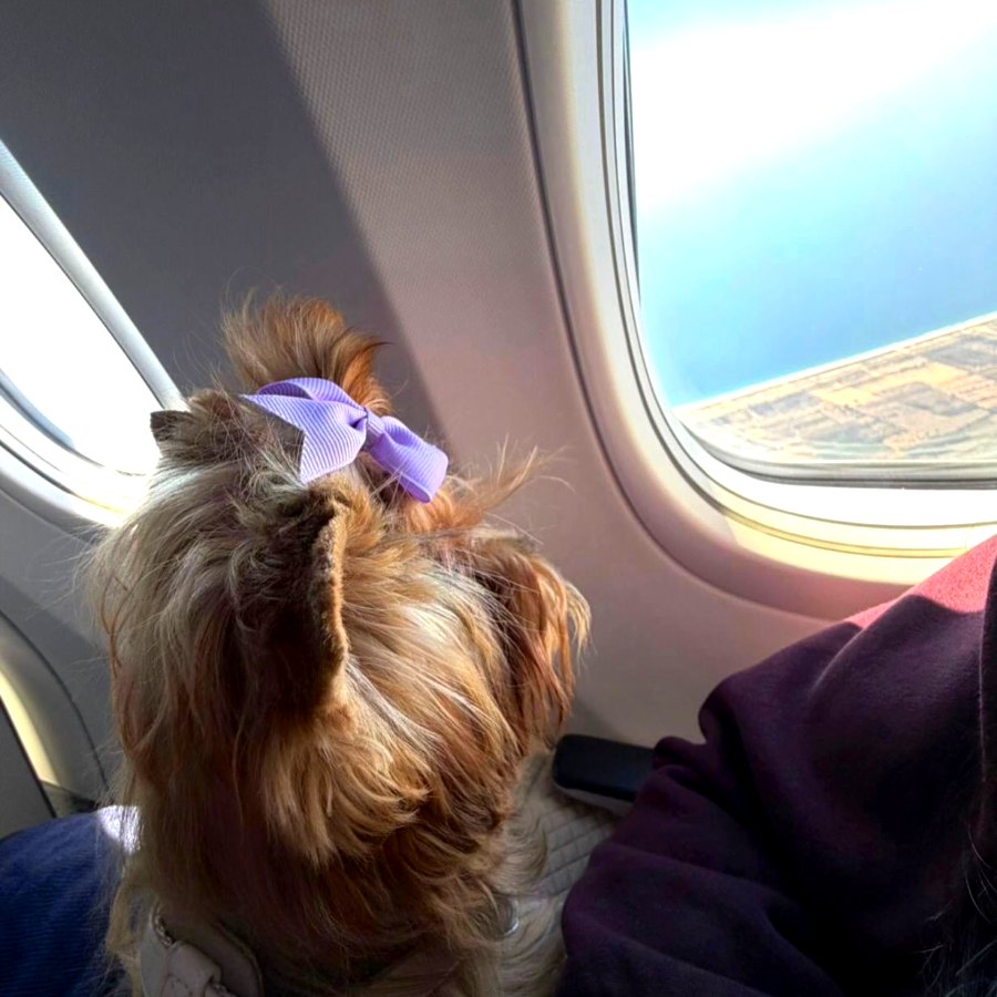 Yorkie con moño mirando ventana