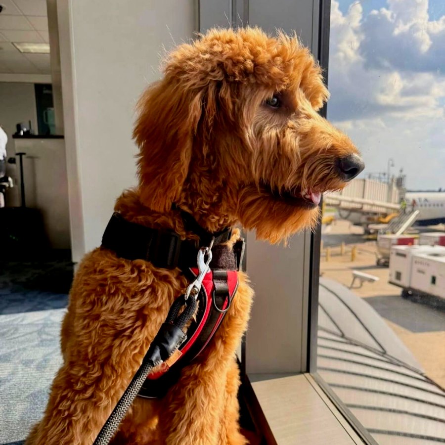 Goldendoodle en la puerta