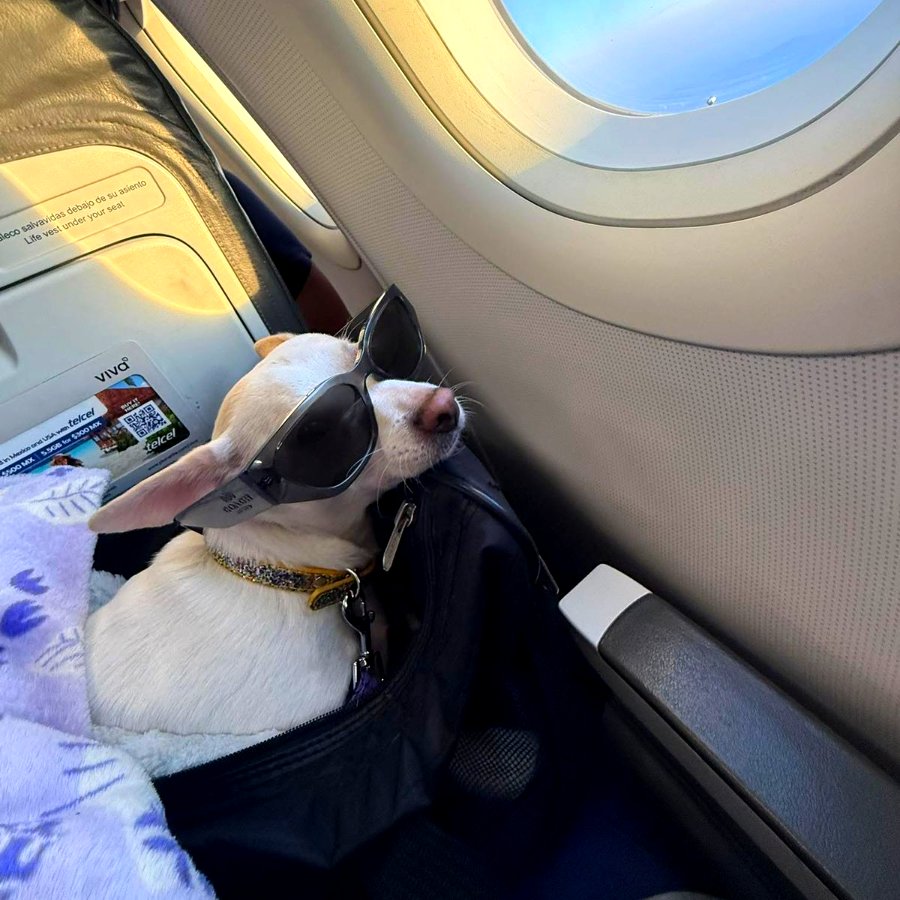 Chihuahua con lentes